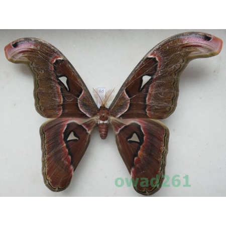 Attacus lorquinii C. & R. Felder, 1861 male ex. pupa Philippines 168mm6d